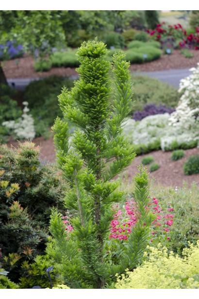 Таксодій дворядний Певе Мінарет фото